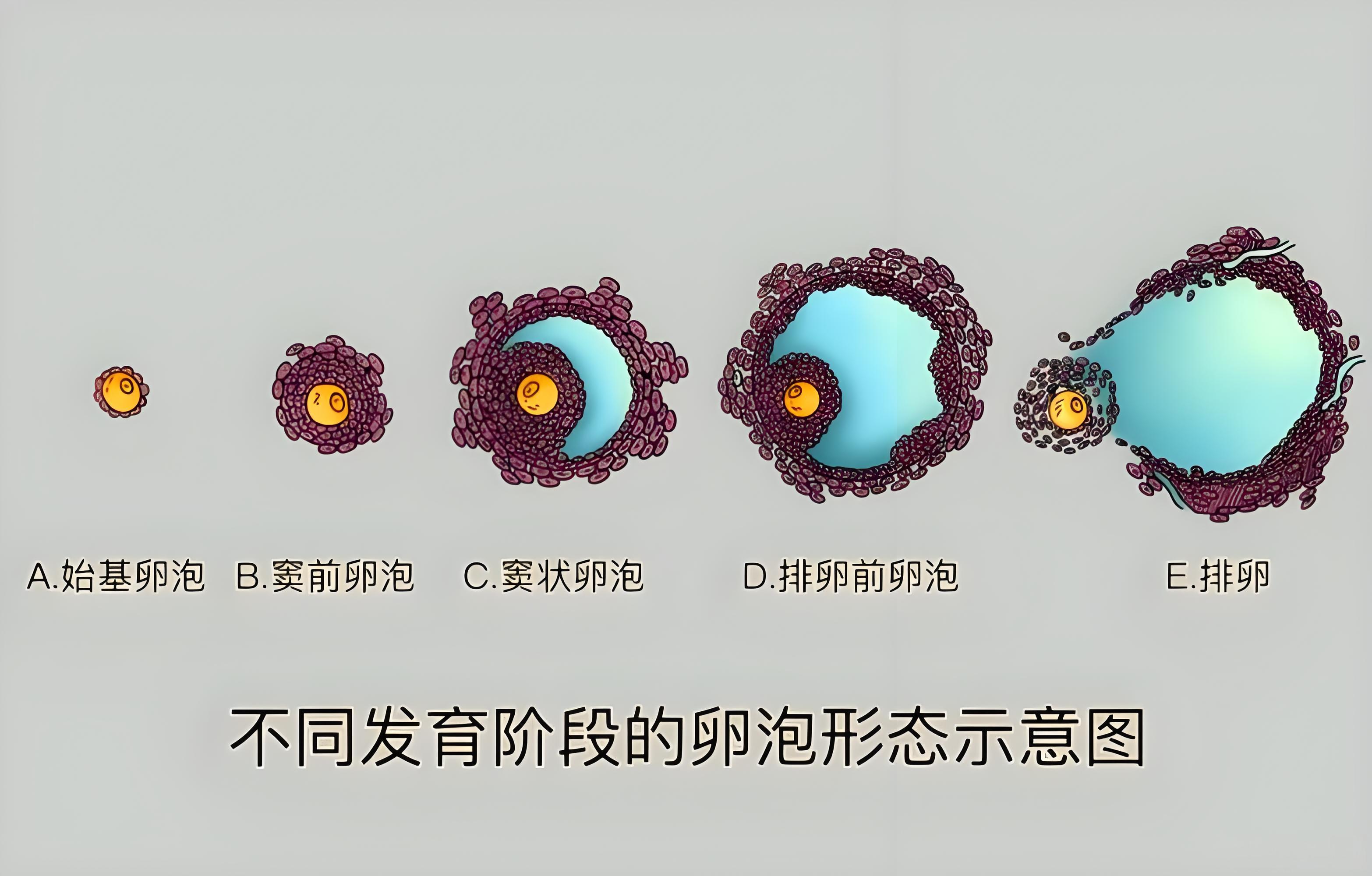 不同发育阶段卵泡形态
