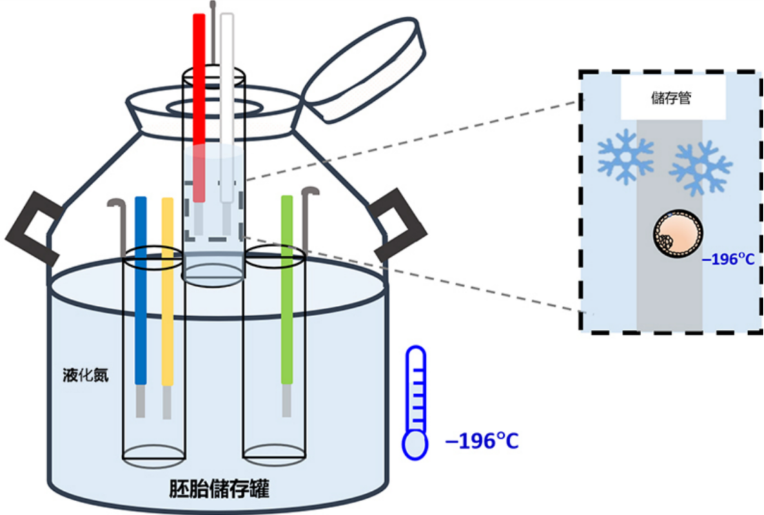 郁金香国际生殖中心对比其他机构胚胎转运优势：6个关键环节，看懂跨境胚胎运输靠不靠谱