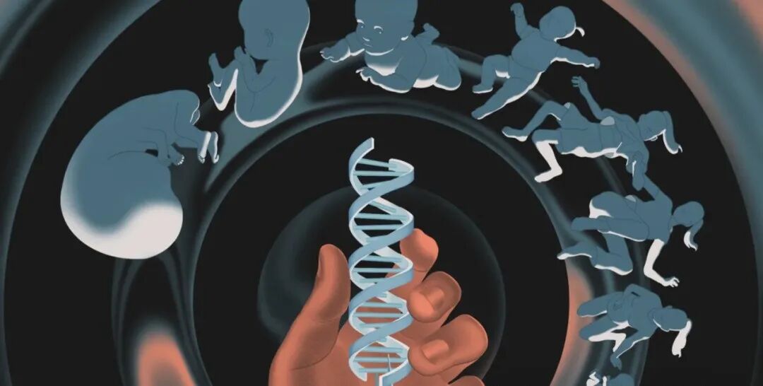 郁金香国际生殖中心试管婴儿成功案例：AMH低还能做试管吗？2026年陈女士跨境助孕案例解析：从评估到妊娠的完整路径